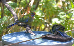 Platycercus elegans adelaidae