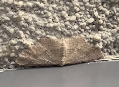 Poecilasthena scoliota