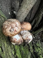 Agaricus pattersoniae