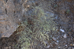 Artemisia barrelieri