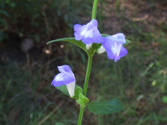 Scutellaria potosina