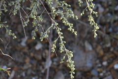 Artemisia barrelieri