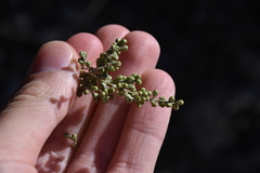 Artemisia barrelieri