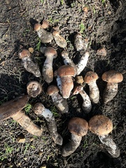 Agaricus brunneofibrillosus