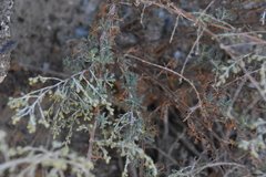 Artemisia barrelieri