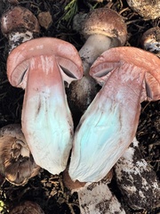 Agaricus brunneofibrillosus