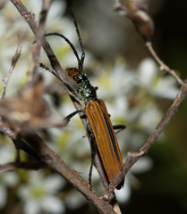 Stenoderus suturalis