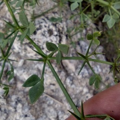 Fagonia pachyacantha