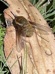 Bombyliini