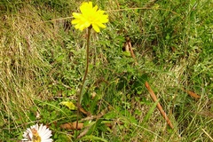 Microseris lanceolata