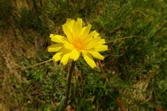 Microseris lanceolata