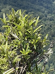Corokia buddleioides