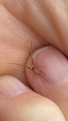 Novaranea queribunda