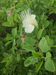 Capparis sandwichiana