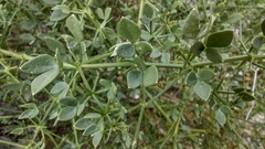 Fagonia pachyacantha