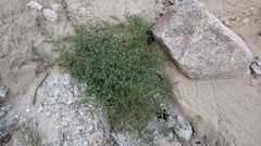 Fagonia pachyacantha