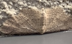 Poecilasthena scoliota