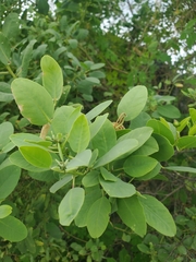 Capparis sandwichiana