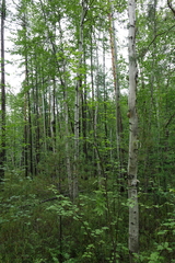 Betula lanata