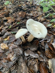 Hygrophorus hedrychii