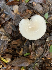 Hygrophorus hedrychii