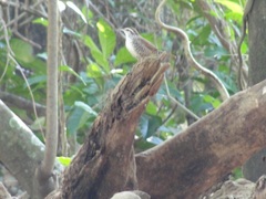 Thryophilus pleurostictus