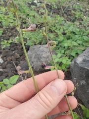 Macroptilium lathyroides