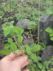 Macroptilium lathyroides