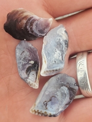 Isognomon californicus