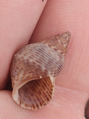 Littoraria pintado