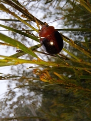 Dicranosterna immaculata