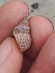Littoraria pintado