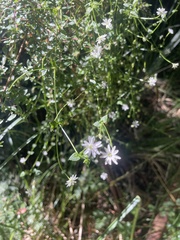 Stellaria flaccida