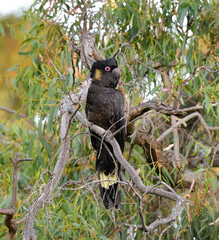 Zanda funerea whiteae