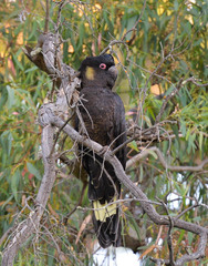 Zanda funerea whiteae