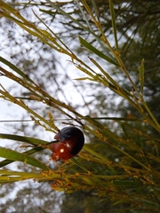 Dicranosterna immaculata