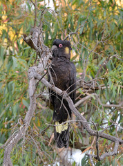 Zanda funerea whiteae