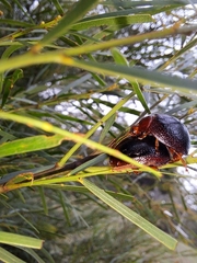 Dicranosterna immaculata