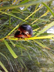 Dicranosterna immaculata