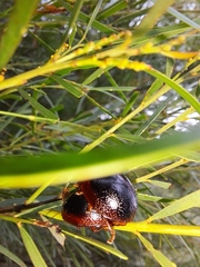 Dicranosterna immaculata