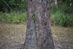 Parsonsia