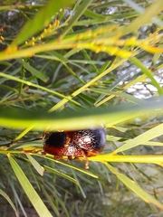 Dicranosterna immaculata