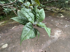 Xanthostemon graniticus