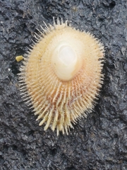 Pilosabia trigona