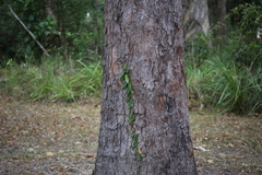 Parsonsia