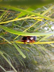 Dicranosterna immaculata