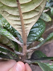 Xanthostemon graniticus