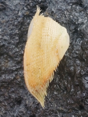 Pilosabia trigona