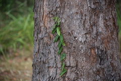 Parsonsia