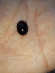 Dicranosterna immaculata